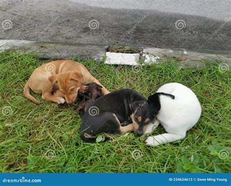 adorables cachorros salvajes durmiendo en el suelo imagen de archivo imagen de pista poco