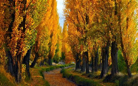 Nature Landscapes Roads Track Path Sunken Trees Forest Autumn