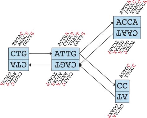 Velvet Algorithms For De Novo Short Read Assembly Using De Bruijn Graphs