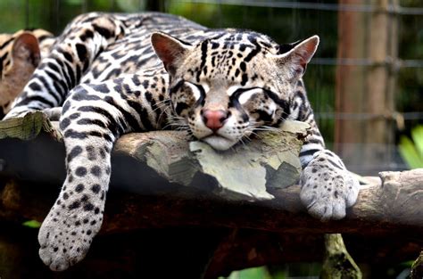 Margay Cat Margay Cat Cats Forest Cat