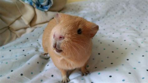 Goji bobice tradicionalno potječu iz kine, a zbog velikog broja blagotvornih utjecaja na ljudsko zdravlje smatraju se supervoćem. MALECKI SITNI GLODARI // small rodents.: Zamorčić / Guinea ...