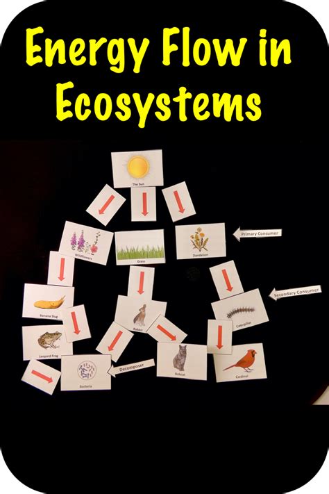 Energy Flow In Ecosystems Ngss Ls2 Science Unit Teaching Energy