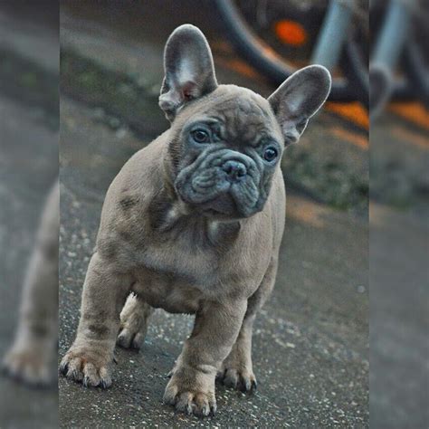 French bulldog blue french bulldog blue frenchies chocolate frenchies sable frenchies. FOR SALE: Camaro, blue fawn boy Not a pet price, this biy ...