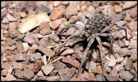 Baby On Board Wolf Spider With Brood ©rc Clark Dancing Snake