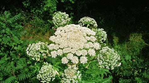 Invasive Plant That Causes Burns Blindness Found In Virginia