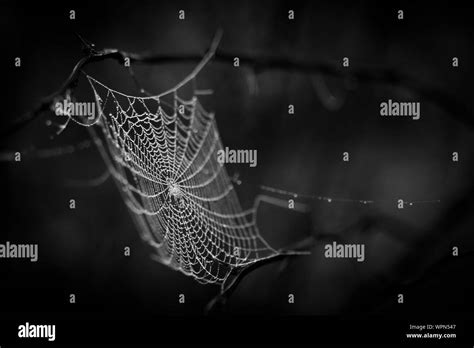 Spiderweb Black And White Stock Photos And Images Alamy