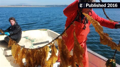 Slowing Ocean Acidification With Kelp The New York Times