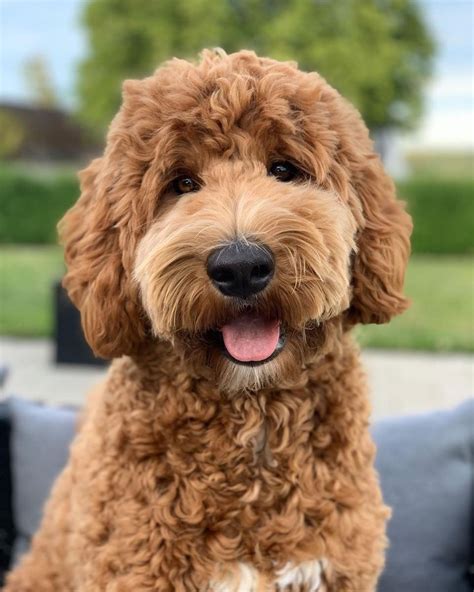 25 Best Labradoodle Haircuts For Dog Lovers Artofit
