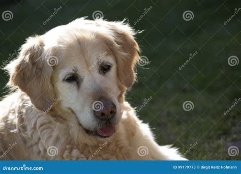 Portrait From Senior Golden Retriever Dog Stock Image Image Of Happy