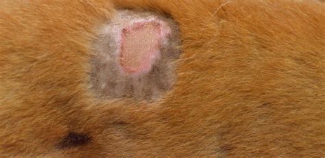 Crusty Bumps On Dogs Skin