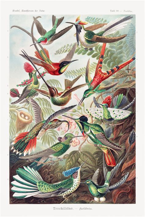 Vintage Scientific Illustration Of Colourful Hummingbird Etsy Hong Kong
