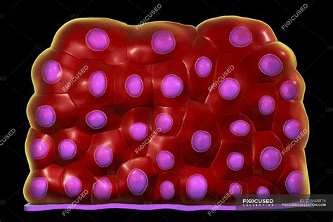 Transitional Epithelium In Urinary Bladder Digital Illustration