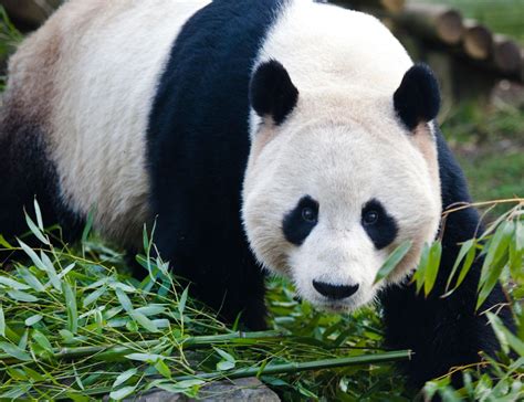 Two Giant Pandas At Edinburgh Zoo Will Stay For Another Two Years