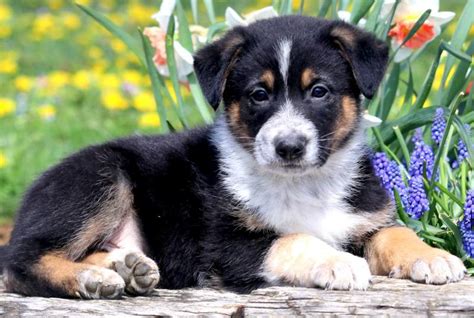 Husky puppies are loyal dogs who love their families. German Shepherd Mix Puppies For Sale | Puppy Adoption ...