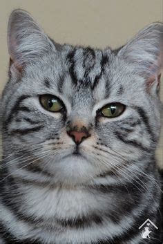 Find australian mists kittens & cats for sale uk at the uk's largest independent free classifieds site. 9 Best Australian Mist Cat Breed images | Cat breeds, Cats ...