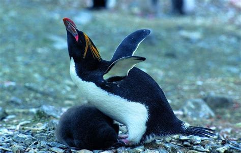 Macaroni Penguin With Baby Rinie Van Meurs Oceanwide Expeditions