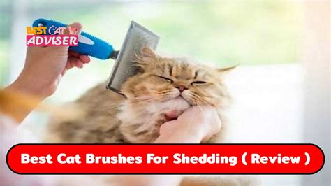 The best cat shedding comb: The 5 Best Cat Brushes For Shedding (2020 Reviews) » Best ...