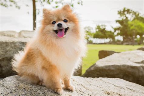 10 Ras Anjing Mungil Yang Menggemaskan Untuk Dipelihara Halaman All