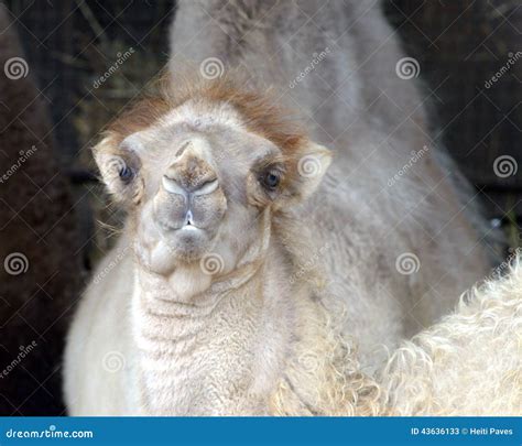 Camello Bactriano Camelus Bactriano Imagen De Archivo Imagen De