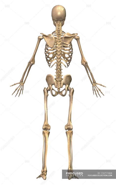 Each region has a number of vertebral bones. Back view of human skeletal system — healthcare, phalanges ...