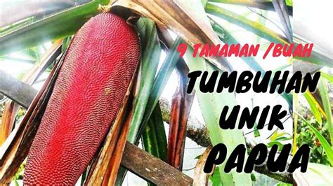 9 Tumbuhan Langka Di Papua Yang Paling Unik Dan Memesona Tanaman