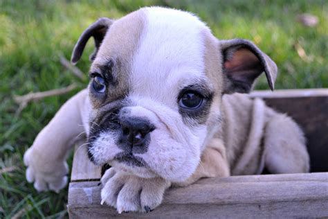It is therefore very important to look for an advice to your veterinarian who will give you the best care for your dog. Breeding Program for Healthy English Bulldog Puppies ...