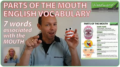 Parts Of The Mouth English Vocabulary Youtube