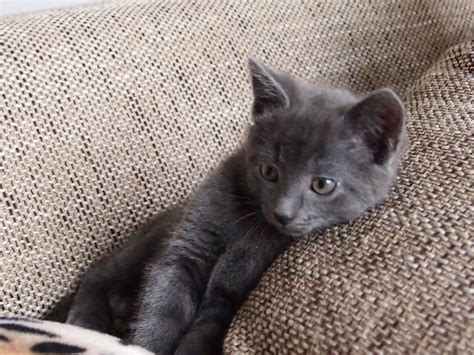 Chartreux Kitten Muisje 8 Weeks Old Cute Little Animals Baby