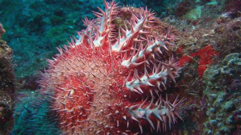 Watch Meet The Giant Toxic Starfish Thats Menacing Reefs Wired