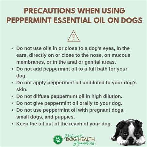 Peppermint Oil For Dogs Is Peppermint Oil Safe For Dogs