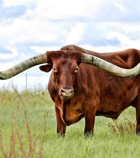 Lista 94 Imagen De Fondo Razas De Vacas Con Cuernos Grandes Lleno 112023