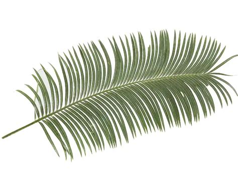What Is A Palm Frond Parts Types And Uses Gardenine