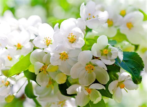 Flowers blossom - Wonderful spring season