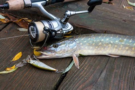 Freshwater Pike With Fishing Bait In Mouth And Fishing Equipment Stock