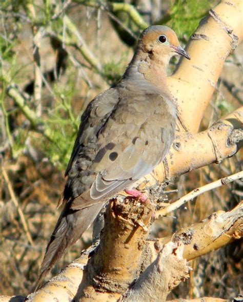 Photo © By Michael Plagens Mourning Dove Sonoran Desert White
