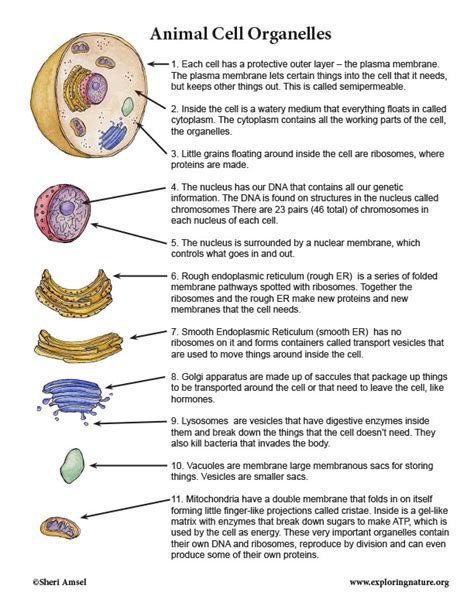 Various Cell Organelles And Their Functions Organelle 2019 02 28