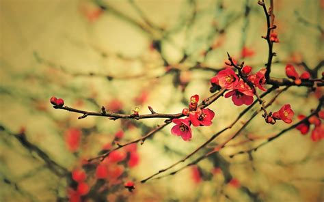 Spring Branches Buds Flowers Photo Wallpaper 1920x1200 23543
