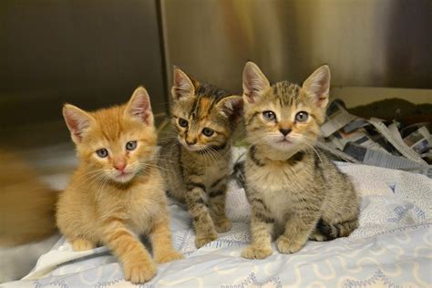 4608x3072 px baby cat cats cute Kitten kittens High Quality Wallpapers
