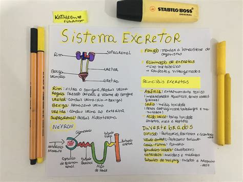 Mapa Mental Sobre Sistema Excretor Study Maps Riset