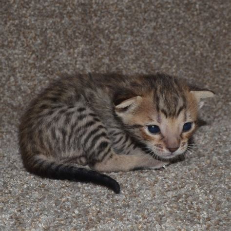 Browse our list of cats and kittens breed like savannah, bengals, chausies, cheetos specializing in well socialized, loving and healthy tica registered savannah kittens. F5 Savannah Kittens Available Savannah Kittens for Sale ...