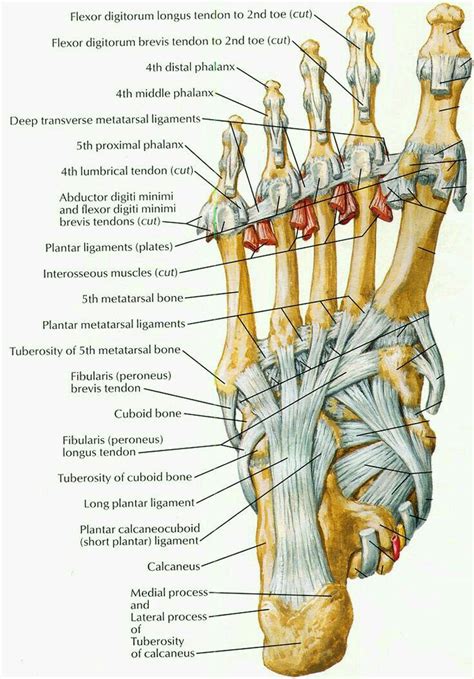 Pin By 58 On Physical Recovery Human Body Anatomy Medical Anatomy