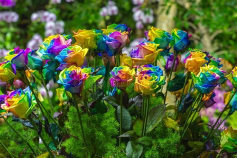 Bouquet Of Multi Colored Roses Rainbow Rose Stock Image Image Of