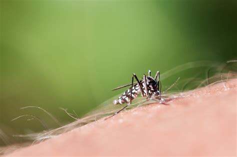 Asian Tiger Mosquitoes Carrying Zika Could Invade Uk This Summer