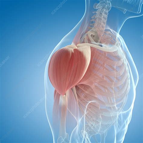 Shoulder Muscles Artwork Stock Image F0055459 Science Photo Library
