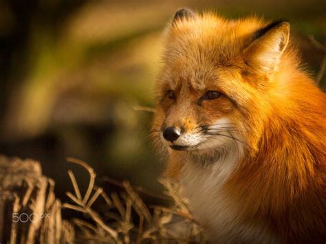 Red Fox By Gennadiy Finenko On 500px Fox Red Fox Animal Photography