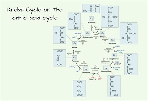 Krebs Cycle Definition Steps Products Regulation