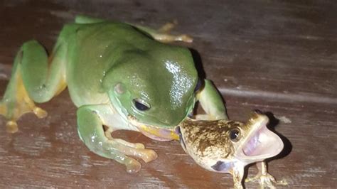 Herbert Woman Snaps Picture Of Green Tree Frog Eating Another Frog