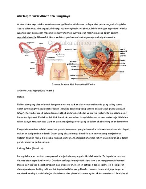 Alat Reproduksi Pria Dan Fungsi ~ Blog Fakta