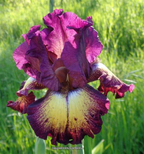 Tall Bearded Iris Iris Ostentatious In The Irises Database