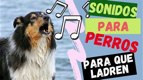 👉 Sonidos Para Perros Para Que Ladren 🐶🔊 Dog Barking Youtube